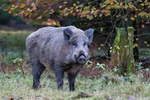 Scrofa: 80198661 Wild Boar - sow in autumn Germany Sus scrofa