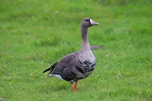 Albifrons: 80198663 White-fronted Goose - adult in autumn Sweden