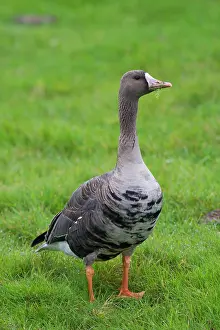 Albifrons: 80198664 White-fronted Goose - adult in autumn Sweden