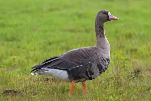 Albifrons: 80198665 White-fronted Goose - adult in autumn Sweden