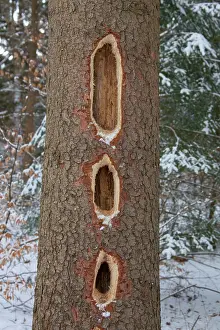 Holes: 80198989 Black Woodpecker - holes in the trunk Germany