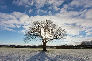 Robur: 80198993 English / Pendulate Oak - solitary tree