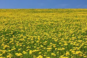 Officinale: 80198995 Dandelion - flowering in field Germany