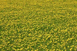 Officinale: 80198996 Dandelion - flowering in field Germany
