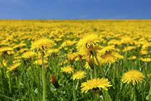 Officinale: 80198997 Dandelion - flowering in field Germany