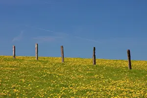 Officinale: 80198998 Dandelion - flowering in field Germany