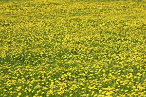 Officinale: 80198999 Dandelion - flowering in field Germany