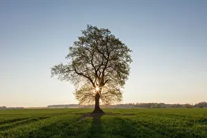 Robur: 80199000 English / Pendulate Oak - solitary tree
