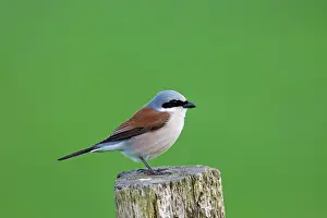 Collurio: 80199014 Red-backed Shrike - male perched on post