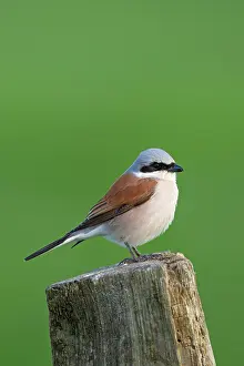 Collurio: 80199015 Red-backed Shrike - male perched on post