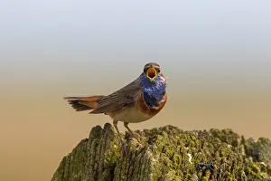 Luscinia: 80199020 White-spotted Bluethroat - singing male