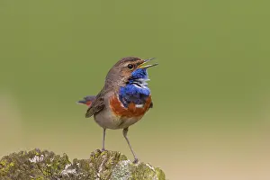 Luscinia: 80199023 White-spotted Bluethroat - singing male