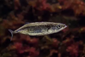 Aculeatus: 80199025 Threespined Stickleback - underwater Germany