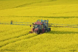 Farmer: 80199026 Farming - tractor spraying a field of rape