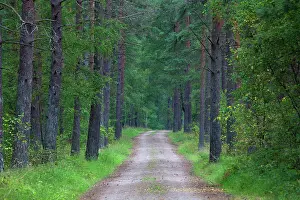 Skane: 80199032 Country Road / Track - in forest in summer