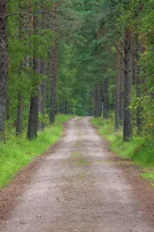 Skane: 80199033 Country Road / Track - in forest in summer