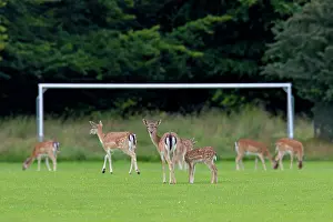 Dama: 80199039 Fallow Deer - on football pitch Denmark