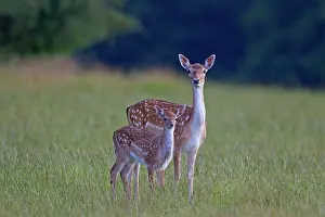 Dama: 80199040 Fallow Deer - hind with calf Denmark Cervus