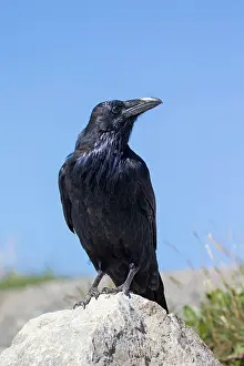 Crow: 80199042 Common Raven - adult Banff National Park