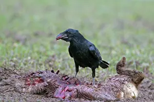 Crow: 80199043 Common Raven - adult feeding on dead Roe