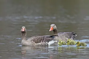 Greylag: 80199044 Greylag / Graylag Goose - adult with goslings