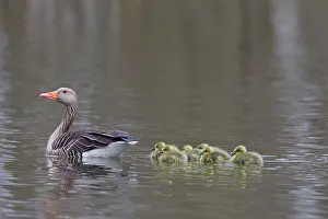 Greylag: 80199045 Greylag / Graylag Goose - adult with goslings