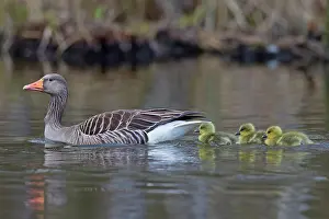 Greylag: 80199046 Greylag / Graylag Goose - adult with goslings