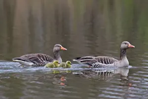 Greylag: 80199047 Greylag / Graylag Goose - adult with goslings