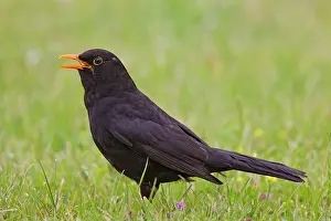 Song: 80199048 Blackbird - adult male singing Germany