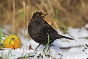 Apple: 80199049 Blackbird - adult male in snow Germany