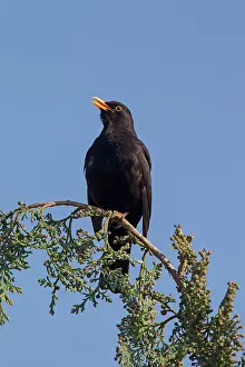 Turdus: 80199050 Blackbird - adult male singing Germany