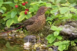 Song: 80199051 Blackbird - young bathing Germany Turdus