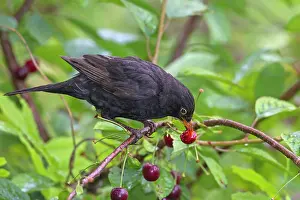 Song: 80199052 Blackbird - adult male eating cherry Germany