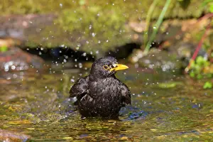 Song: 80199053 Blackbird - adult male bathing Germany
