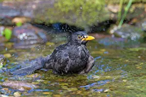 Song: 80199054 Blackbird - adult male bathing Germany