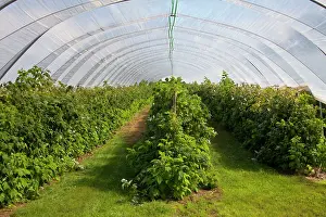 Idaeus: 80199055 Raspberry - cultivation in plasticulture