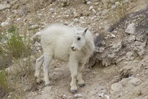 Lamb: 80199056 Mountain Goat - kid Jasper National Park