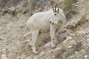 Goat: 80199057 Mountain Goat - adult female Jasper National