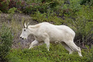 Goat: 80199058 Mountain Goat - adult female Jasper National