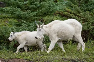Lamb: 80199059 Mountain Goat - adult female with kid Jasper