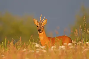 Abnormal: 80199060 Roe Deer - buck with abnormal horn Germany