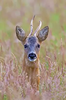 Portait: 80199061 Roe Deer - buck with abnormal horn Germany