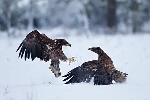 Albicilla: 80199068 White-Tailed Eagle - fighting in winter
