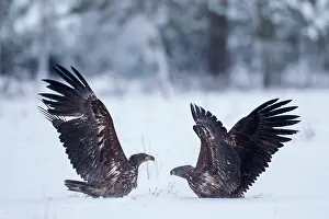 Albicilla: 80199069 White-Tailed Eagle - fighting in winter