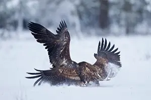 Albicilla: 80199070 White-Tailed Eagle - fighting in winter