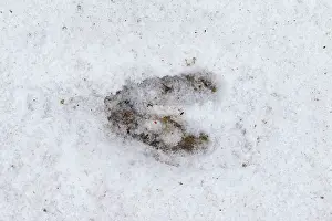Capreolus: 80199103 Roe Deer - footprint in snow Germany Capreolus