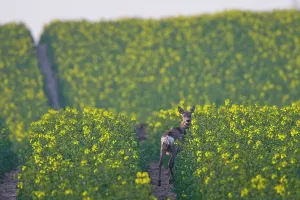 Capreolus: 80199104 Roe Deer - doe in rape field Germany Capreolus