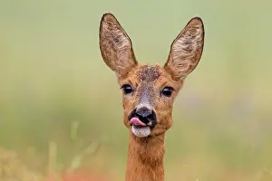 Pomerania: 80199105 Roe Deer - doe in summer Germany Capreolus