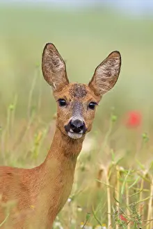 Pomerania: 80199106 Roe Deer - doe in summer Germany Capreolus