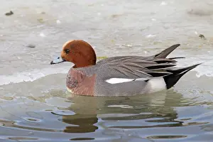 Penelope: 80199107 Wigeon - adult drake Iceland Anas penelope